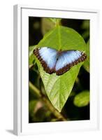 Blue Morpho Butterfly, Costa Rica-Paul Souders-Framed Photographic Print