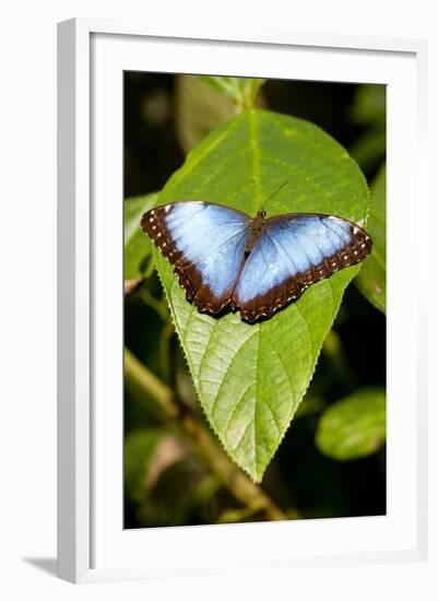 Blue Morpho Butterfly, Costa Rica-Paul Souders-Framed Photographic Print