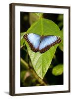 Blue Morpho Butterfly, Costa Rica-Paul Souders-Framed Photographic Print