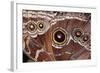 Blue Morpho Butterfly, Costa Rica-null-Framed Photographic Print