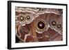 Blue Morpho Butterfly, Costa Rica-null-Framed Photographic Print