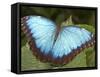 Blue Morpho Butterfly, Green Hills Butterfly Farm, Belize-William Sutton-Framed Stretched Canvas