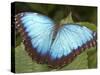 Blue Morpho Butterfly, Green Hills Butterfly Farm, Belize-William Sutton-Stretched Canvas