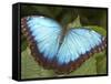 Blue Morpho Butterfly, Green Hills Butterfly Farm, Belize-William Sutton-Framed Stretched Canvas