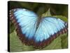 Blue Morpho Butterfly, Green Hills Butterfly Farm, Belize-William Sutton-Stretched Canvas