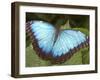 Blue Morpho Butterfly, Green Hills Butterfly Farm, Belize-William Sutton-Framed Premium Photographic Print