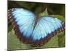 Blue Morpho Butterfly, Green Hills Butterfly Farm, Belize-William Sutton-Mounted Premium Photographic Print