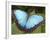 Blue Morpho Butterfly, Green Hills Butterfly Farm, Belize-William Sutton-Framed Photographic Print