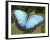 Blue Morpho Butterfly, Green Hills Butterfly Farm, Belize-William Sutton-Framed Photographic Print