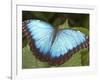 Blue Morpho Butterfly, Green Hills Butterfly Farm, Belize-William Sutton-Framed Photographic Print