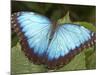 Blue Morpho Butterfly, Green Hills Butterfly Farm, Belize-William Sutton-Mounted Photographic Print