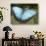 Blue Morpho Butterfly, Green Hills Butterfly Farm, Belize-William Sutton-Photographic Print displayed on a wall