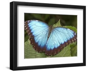 Blue Morpho Butterfly, Green Hills Butterfly Farm, Belize-William Sutton-Framed Photographic Print