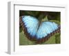 Blue Morpho Butterfly, Green Hills Butterfly Farm, Belize-William Sutton-Framed Photographic Print