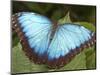 Blue Morpho Butterfly, Green Hills Butterfly Farm, Belize-William Sutton-Mounted Photographic Print