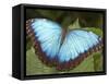 Blue Morpho Butterfly, Green Hills Butterfly Farm, Belize-William Sutton-Framed Stretched Canvas