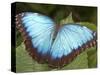 Blue Morpho Butterfly, Green Hills Butterfly Farm, Belize-William Sutton-Stretched Canvas