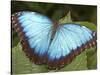 Blue Morpho Butterfly, Green Hills Butterfly Farm, Belize-William Sutton-Stretched Canvas