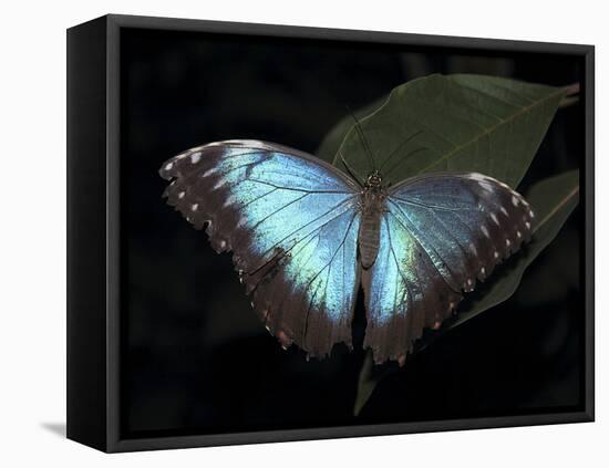 Blue Morpho Butterfly (Morpho Peleide)-Raj Kamal-Framed Stretched Canvas