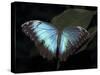 Blue Morpho Butterfly (Morpho Peleide)-Raj Kamal-Stretched Canvas