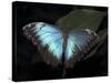 Blue Morpho Butterfly (Morpho Peleide)-Raj Kamal-Stretched Canvas