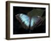 Blue Morpho Butterfly (Morpho Peleide)-Raj Kamal-Framed Photographic Print