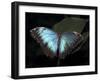 Blue Morpho Butterfly (Morpho Peleide)-Raj Kamal-Framed Photographic Print