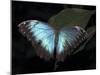 Blue Morpho Butterfly (Morpho Peleide)-Raj Kamal-Mounted Photographic Print