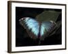 Blue Morpho Butterfly (Morpho Peleide)-Raj Kamal-Framed Photographic Print