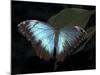 Blue Morpho Butterfly (Morpho Peleide)-Raj Kamal-Mounted Photographic Print