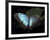 Blue Morpho Butterfly (Morpho Peleide)-Raj Kamal-Framed Photographic Print