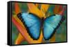 Blue Morpho Butterfly on Heliconia tropical flower-Darrell Gulin-Framed Stretched Canvas