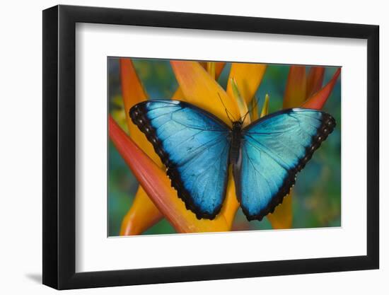 Blue Morpho Butterfly on Heliconia tropical flower-Darrell Gulin-Framed Photographic Print