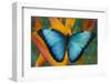 Blue Morpho Butterfly on Heliconia tropical flower-Darrell Gulin-Framed Photographic Print