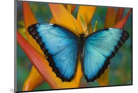 Blue Morpho Butterfly on Heliconia tropical flower-Darrell Gulin-Mounted Photographic Print