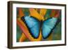 Blue Morpho Butterfly on Heliconia tropical flower-Darrell Gulin-Framed Photographic Print