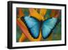 Blue Morpho Butterfly on Heliconia tropical flower-Darrell Gulin-Framed Photographic Print