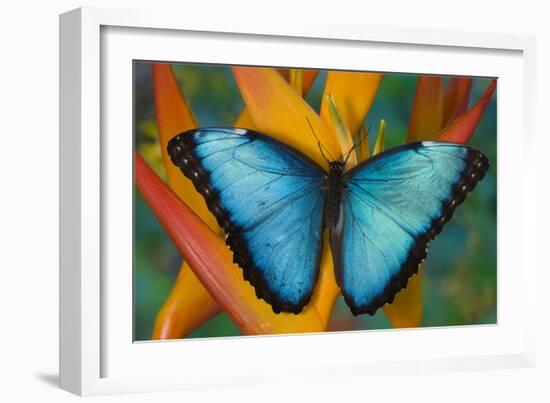 Blue Morpho Butterfly on Heliconia tropical flower-Darrell Gulin-Framed Photographic Print