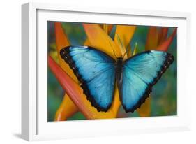 Blue Morpho Butterfly on Heliconia tropical flower-Darrell Gulin-Framed Photographic Print