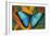 Blue Morpho Butterfly on Heliconia tropical flower-Darrell Gulin-Framed Photographic Print