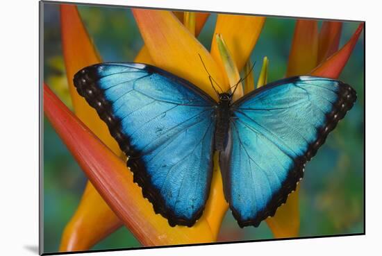 Blue Morpho Butterfly on Heliconia tropical flower-Darrell Gulin-Mounted Photographic Print