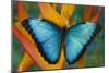 Blue Morpho Butterfly on Heliconia tropical flower-Darrell Gulin-Mounted Photographic Print