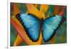 Blue Morpho Butterfly on Heliconia tropical flower-Darrell Gulin-Framed Photographic Print