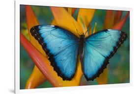 Blue Morpho Butterfly on Heliconia tropical flower-Darrell Gulin-Framed Photographic Print