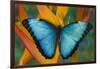 Blue Morpho Butterfly on Heliconia tropical flower-Darrell Gulin-Framed Photographic Print