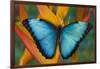 Blue Morpho Butterfly on Heliconia tropical flower-Darrell Gulin-Framed Photographic Print