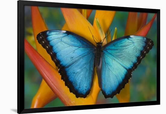 Blue Morpho Butterfly on Heliconia tropical flower-Darrell Gulin-Framed Photographic Print