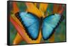Blue Morpho Butterfly on Heliconia tropical flower-Darrell Gulin-Framed Stretched Canvas