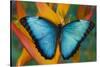 Blue Morpho Butterfly on Heliconia tropical flower-Darrell Gulin-Stretched Canvas