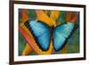 Blue Morpho Butterfly on Heliconia tropical flower-Darrell Gulin-Framed Photographic Print